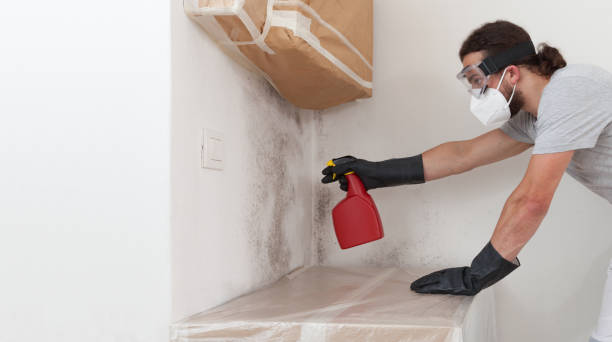 Professional Basement Mold Removal technician working in Abell, MD